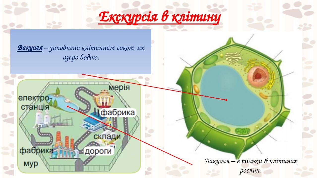 Екскурсія в клітину Вакуоля – заповнена клітинним соком, як озеро водою. Вакуоля – є тільки в клітинах рослин.