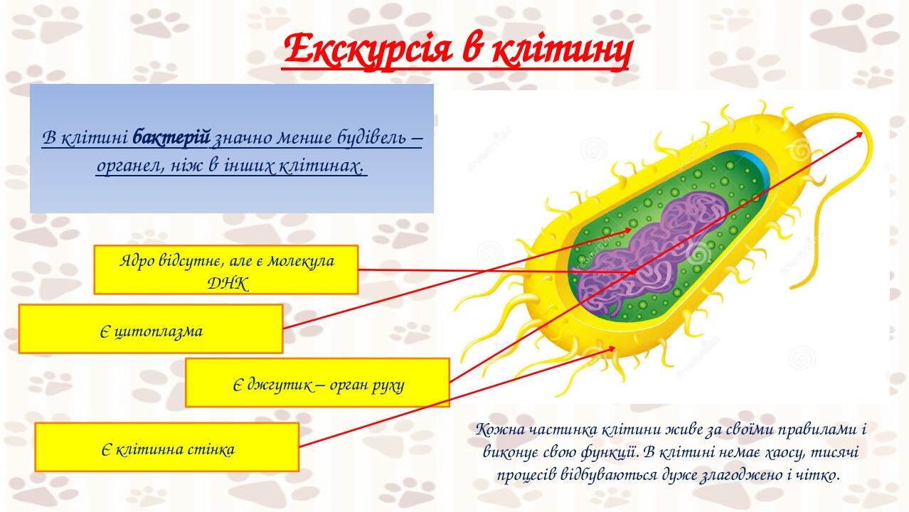 Екскурсія в клітину В клітині бактерій значно менше будівель – органел, ніж в інших клітинах. Ядро відсутнє, але є молекула ДНК Є цитоплазма Є джгу...