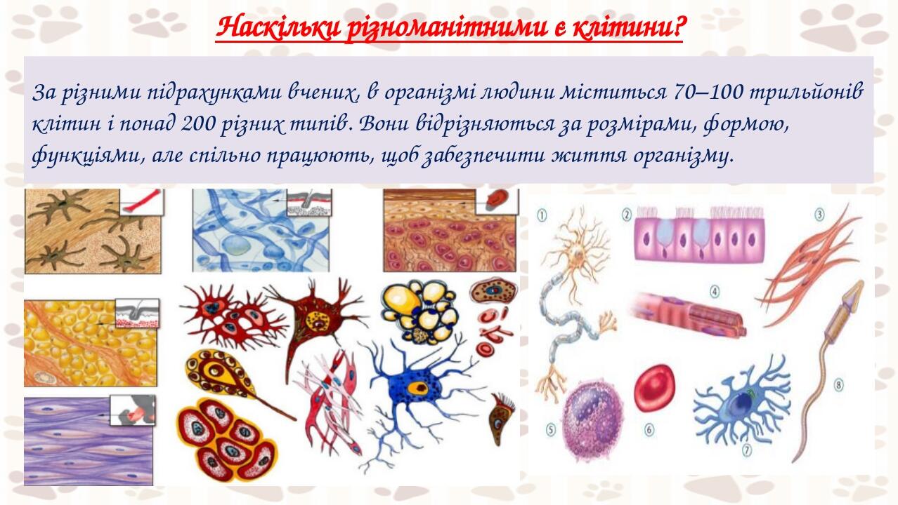 кол Наскільки різноманітними є клітини? За різними підрахунками вчених, в організмі людини міститься 70–100 трильйонів клітин і понад 200 різних ти...