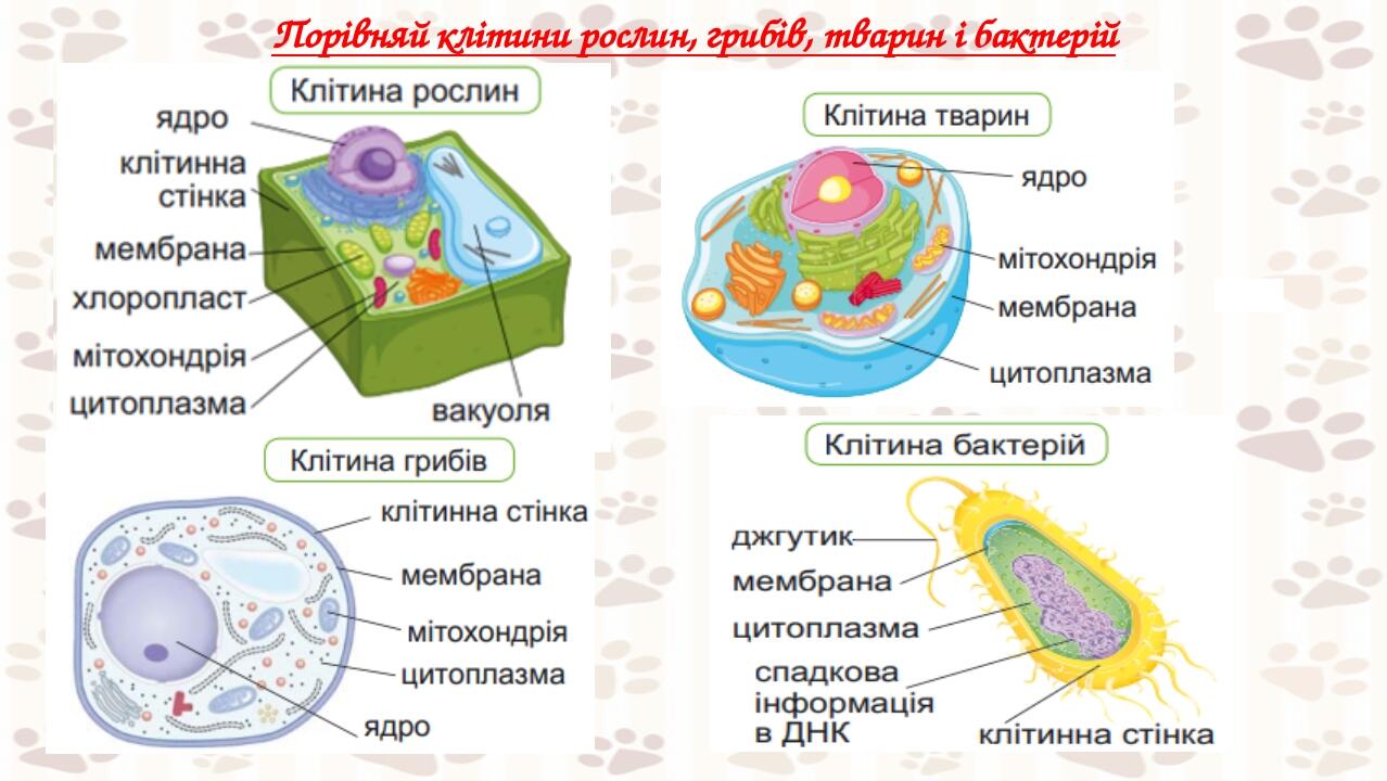 кол Порівняй клітини рослин, грибів, тварин і бактерій