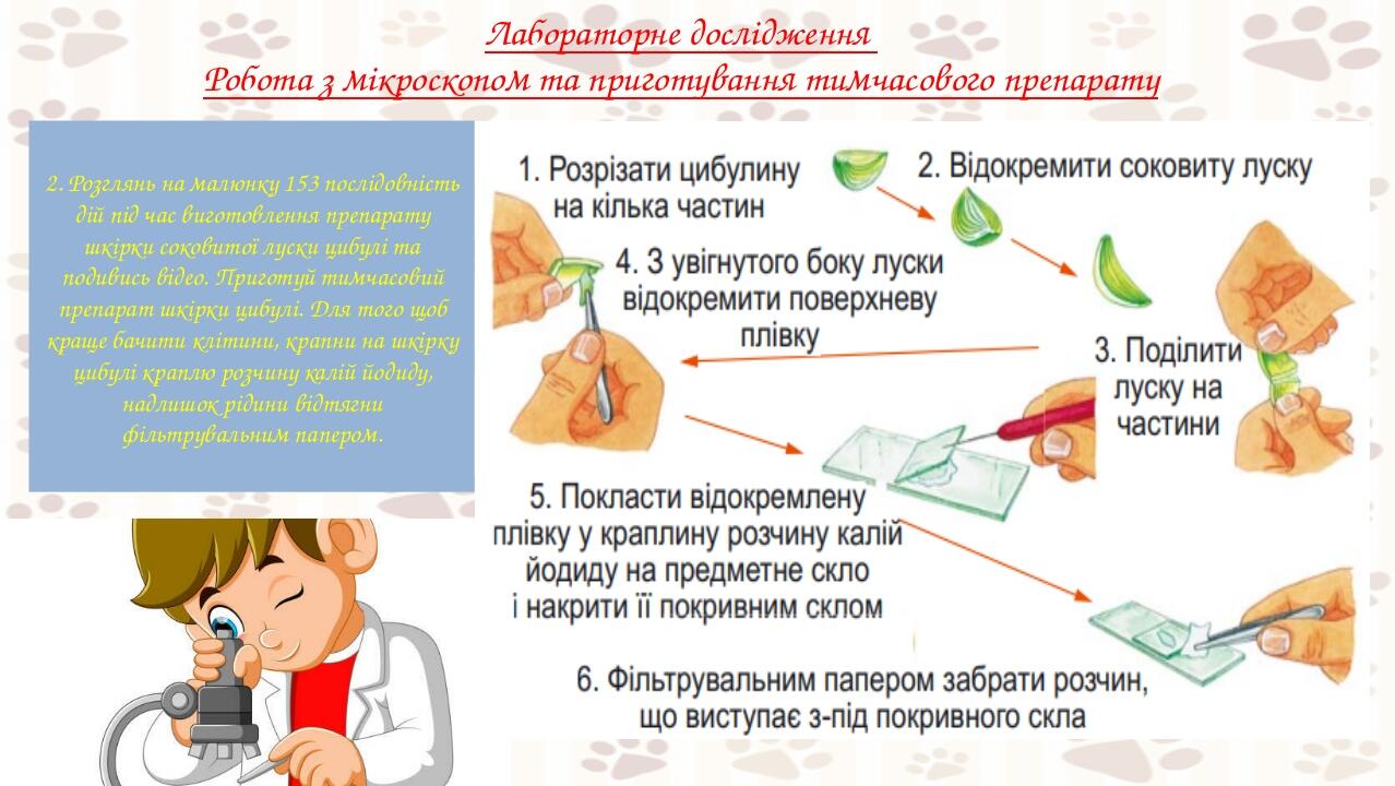 кол Лабораторне дослідження Робота з мікроскопом та приготування тимчасового препарату 2. Розглянь на малюнку 153 послідовність дій під час виготов...
