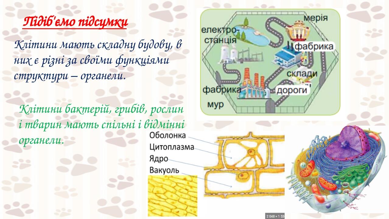 Підіб'ємо підсумки Клітини мають складну будову, в них є різні за своїми функціями структури – органели. Клітини бактерій, грибів, рослин і тварин ...