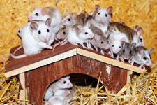 2-mice.jpg