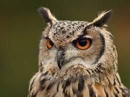 Пугач (Bubo bubo) :: Пернаті друзі, птахи України, орнітологія ::