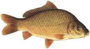 Види коропів - Rivnefish
