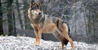 0401hsze-3dad-195x100.jpg