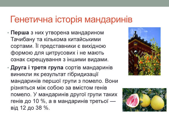 Генетична історія мандаринів. Перша з них утворена мандарином Тачибану та кількома китайськими сортами. Її представники є вихідною формою для цитрусових і не мають ознак схрещування з іншими видами. Друга і третя група сортів мандаринів виникли як результат гібридизації мандаринів першої групи з помело. Вони різняться між собою за вмістом генів помело. У мандаринів другої групи таких генів до 10 %, а в мандаринів третьої — від 12 до 38 %.