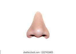 130,840 Human Nose Images, Stock Photos & Vectors | Shutterstock