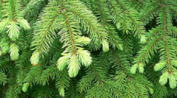 0401i2vg-66f9-250x139.png