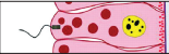 0401i33z-11ea-155x50.png