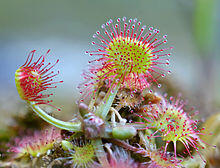 0401ialc-07c9-265x202.jpg