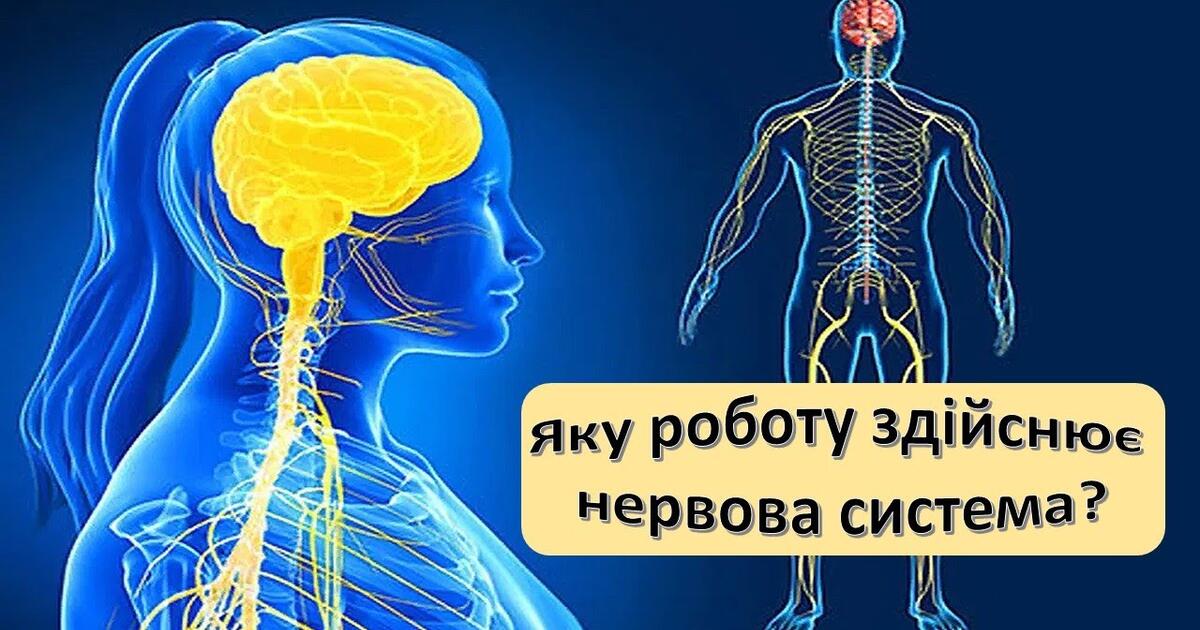 Що таке нервова система | Урок на 3 завдання. Я досліджую світ