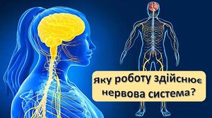 Що таке нервова система