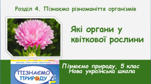 Які органи у квіткової рослини, 5 клас, НУШ