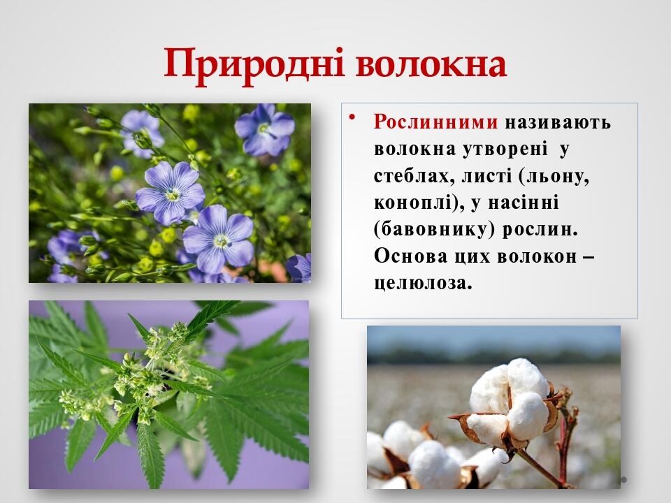Природні волокна Рослинними називають волокна утворені  у стеблах, листі (льону, коноплі), у насінні (бавовнику) рослин. Основа цих волокон – целюл...