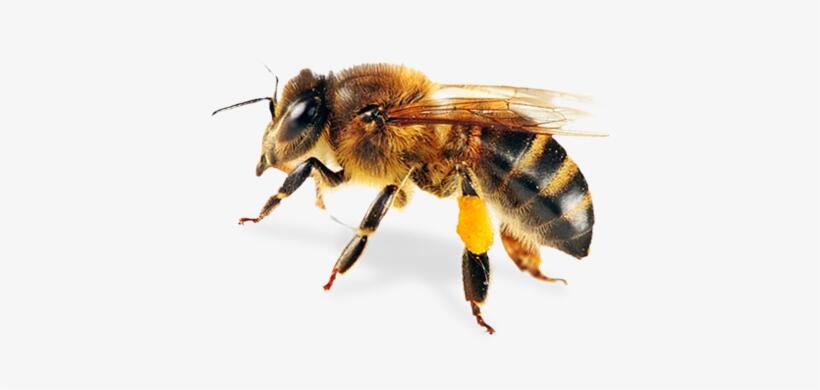 Bee Png 8 - Honey Bee Pillow Case Transparent PNG - 402x310 - Free Download on NicePNG