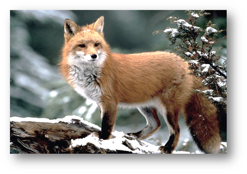 0401imzu-6bee-791x558.png