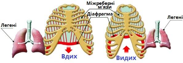 Дихальна система Ссавців — урок. Біологія, 7 клас.