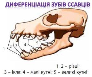 Урок з теми: "Ссавці. Особливості будови та спосіб життя"