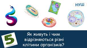 Презентація на тему : Як живуть і чим відрізняються різні клітини організмів?