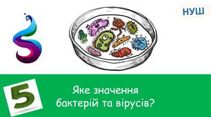 Презентація на тему : "Яке значення бактерій та вірусів?"