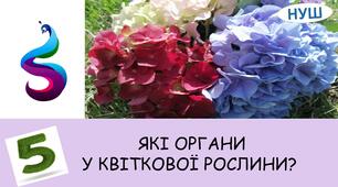 Презентація на тему: "ЯКІ ОРГАНИ У КВІТКОВОЇ РОСЛИНИ? "