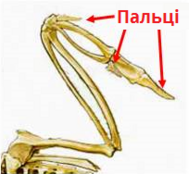 пальці.png