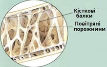 будова кістки.jpg