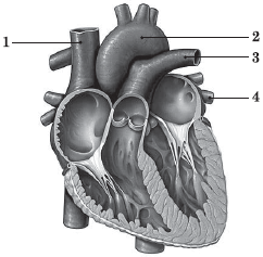 0401j25r-4257-242x237.png
