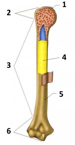 0401j62d-61a4-257x494.png