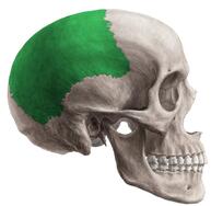 Huesos del cráneo: parietal - Homo medicus