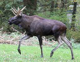 лось - Wiktionary