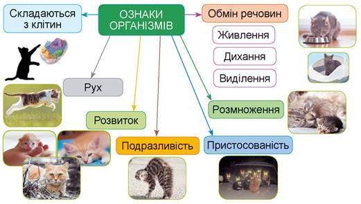 Які особливості будови різних груп організмів | Урок на 1 завдання. Пізнаємо природу