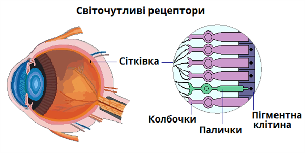 будова_сітківки.png