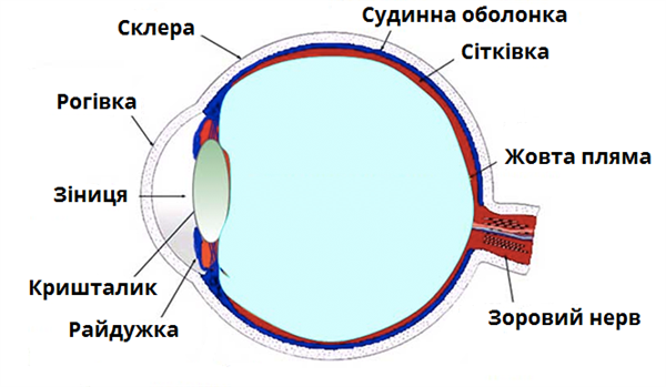 Будова_ока.png