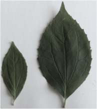 0401jcfe-af83-194x218.png