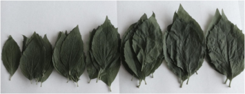 0401jcpr-4577-355x137.png