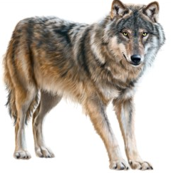 0401jgho-d07f-297x301.png