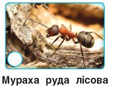 0401jk8u-c7b4-237x181.png