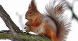 Все про тварин: Білка звичайна або векша (Sciurus vulgaris)