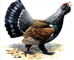 0401joad-4b22-260x209.png