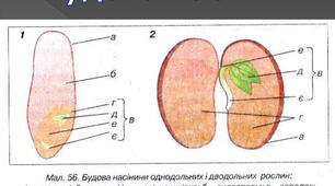 Насінина. Будова насінини