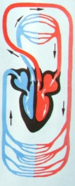 0401k0lk-5f31-151x375.png