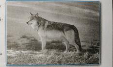 0401k3j5-f7f6-233x139.jpg