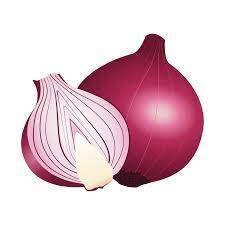 Onion Vector Art, Icons, and Graphics for Free Download