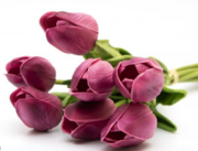 0401k5er-5290-180x137.png