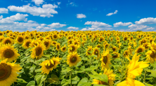 L'Ukraine