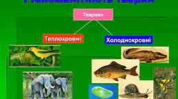 Презентація на тему "Теплокровні та холоднокровні тварини"