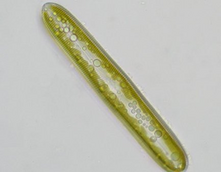 0401kcpj-962a-221x172.png
