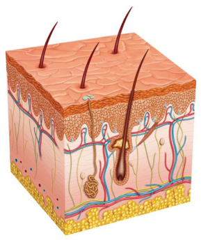0401keah-052e-289x344.png